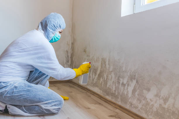 Licensed Basement Mold Remediation service in Jamestown, NY - Car Mold Remediation