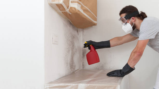 Professional Basement Mold Remediation technician working in Jamestown, NY