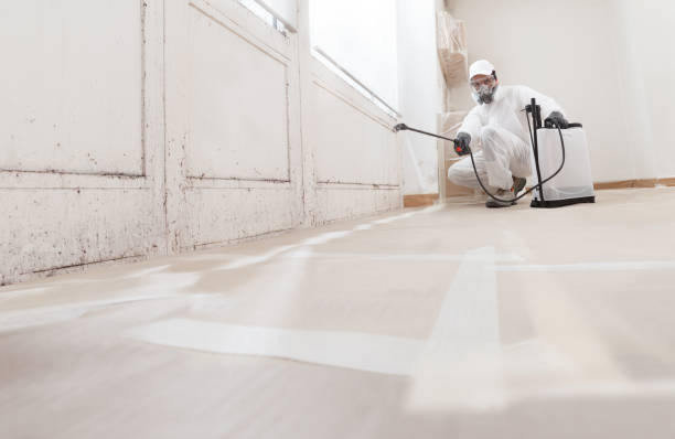 24/7 Emergency Basement Mold Remediation experts in Jamestown, NY