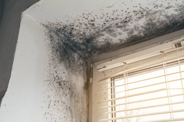 Affordable Basement Mold Remediation solutions in Jamestown, NY