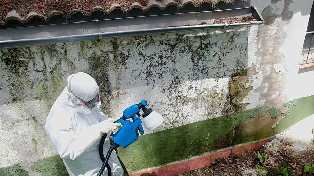 Top rated local Basement Mold Remediation specialists in Jamestown, NY